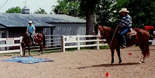 horse trainer, horse training